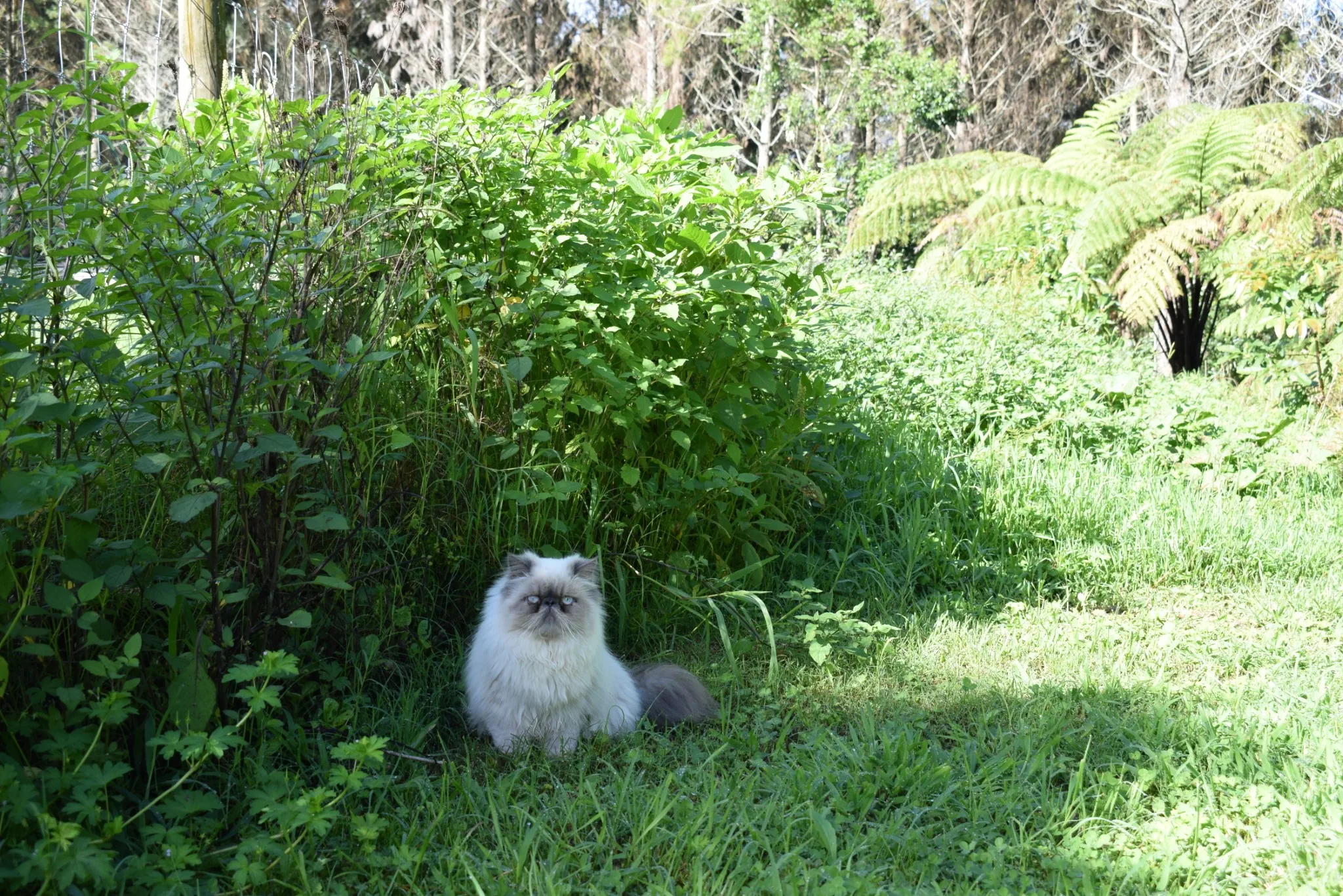 B23 marshall has given sherlock the slip casuarina dr 23 feb 2018